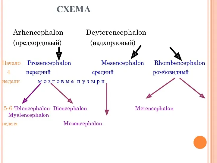 СХЕМА Arhencephalon Deyterencephalon (предхордовый) (надхордовый) Началo Prosencephalon Mesencephalon Rhombencephalon 4