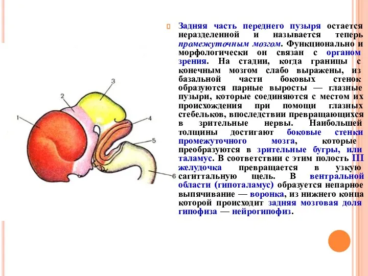 Задняя часть переднего пузыря остается неразделенной и называется теперь промежуточным