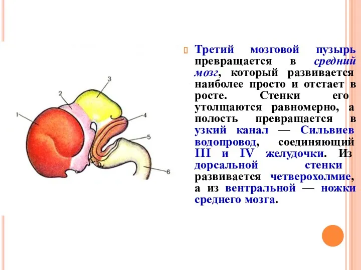 Третий мозговой пузырь превращается в средний мозг, который развивается наиболее