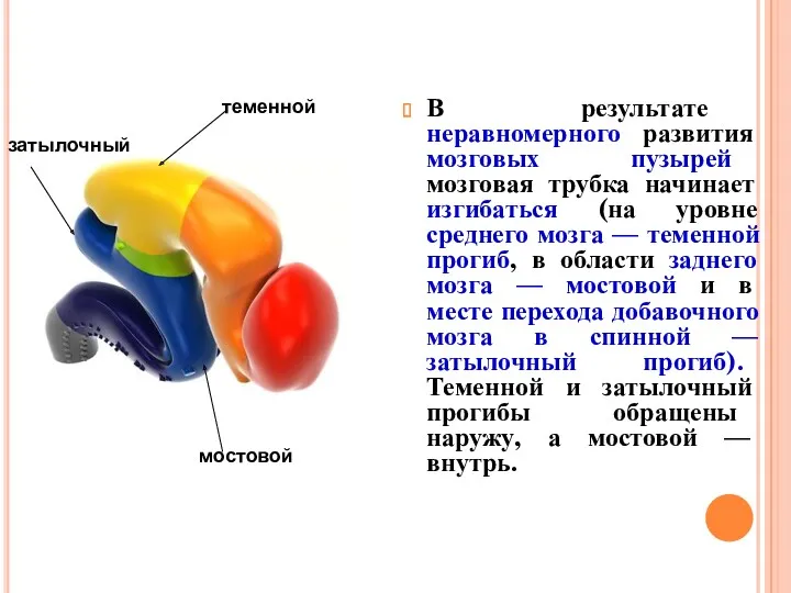 В результате неравномерного развития мозговых пузырей мозговая трубка начинает изгибаться