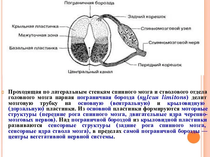 Проходящая по латеральным стенкам спинного мозга и стволового отдела головного