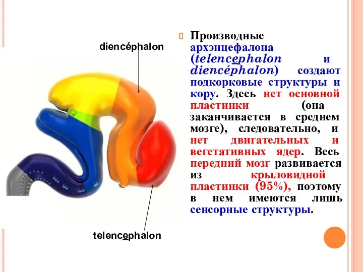 Производные архэнцефалона (telencephalon и diencéphalon) создают подкорковые структуры и кору.