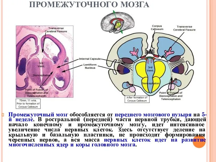 ФОРМИРОВАНИЕ ПРОМЕЖУТОЧНОГО МОЗГА Промежуточный мозг обособляется от переднего мозгового пузыря