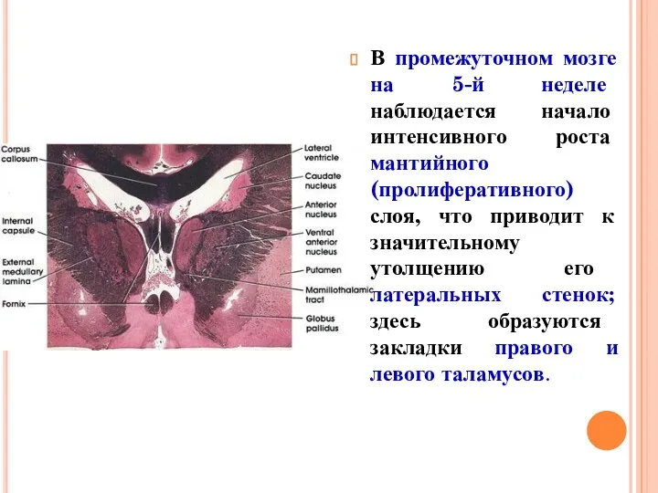 В промежуточном мозге на 5-й неделе наблюдается начало интенсивного роста