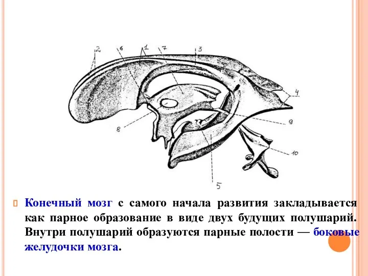 Конечный мозг с самого начала развития закладывается как парное образование