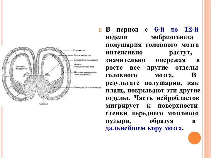 В период с 6-й до 12-й недели эмбриогенеза полушария головного