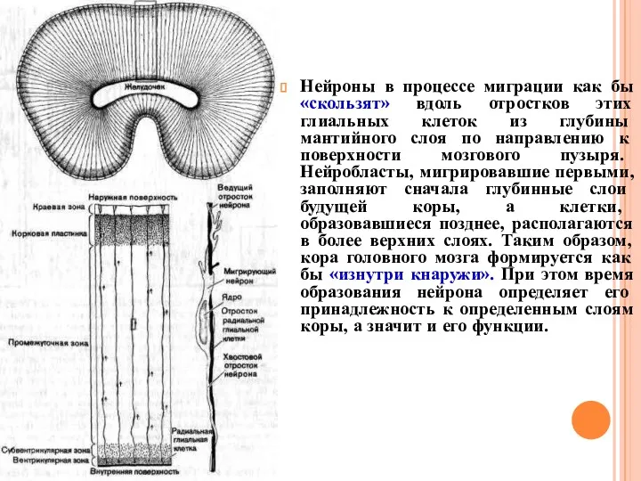 Нейроны в процессе миграции как бы «скользят» вдоль отростков этих