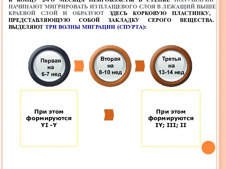 К КОНЦУ 2-ГО МЕСЯЦА НЕЙРОБЛАСТЫ В СТЕНКЕ ПОЛУШАРИЙ НАЧИНАЮТ МИГРИРОВАТЬ