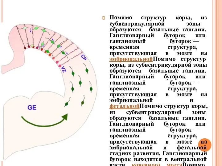 Помимо структур коры, из субвентрикулярной зоны образуются базальные ганглии. Ганглионарный