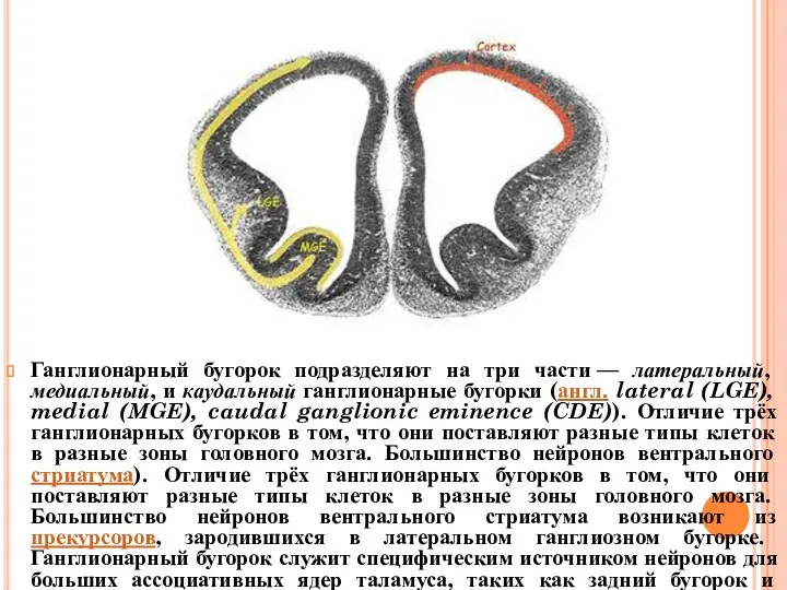 Ганглионарный бугорок подразделяют на три части — латеральный, медиальный, и