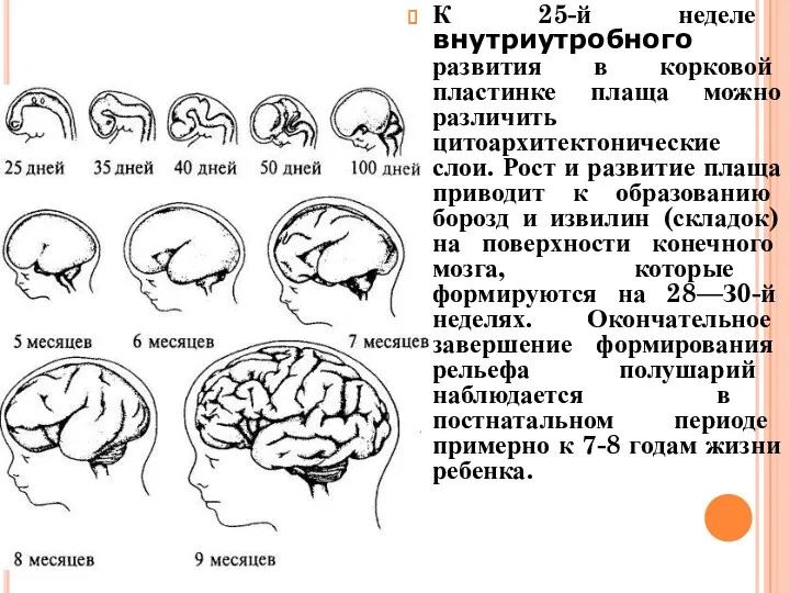 К 25-й неделе внутриутробного развития в корковой пластинке плаща можно