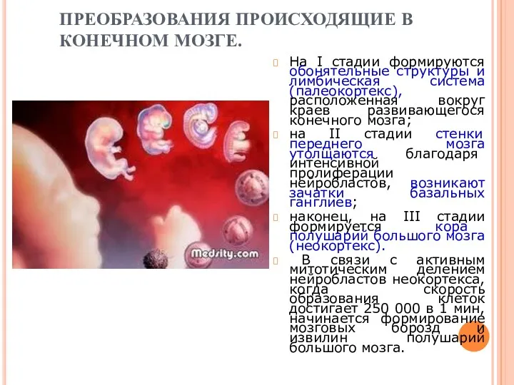 ПРЕОБРАЗОВАНИЯ ПРОИСХОДЯЩИЕ В КОНЕЧНОМ МОЗГЕ. На I стадии формируются обонятельные