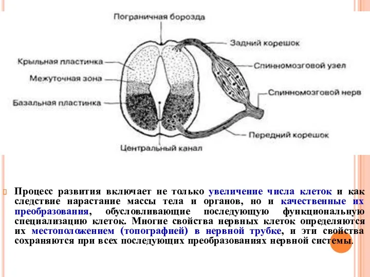 Процесс развития включает не только увеличение числа клеток и как