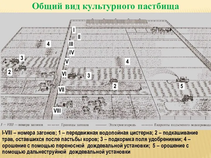 Общий вид культурного пастбища 1 I-VIII – номера загонов; 1