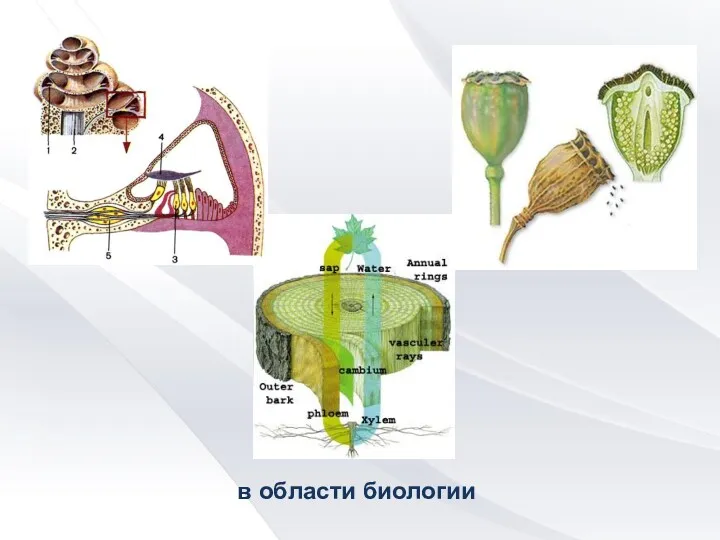 в области биологии
