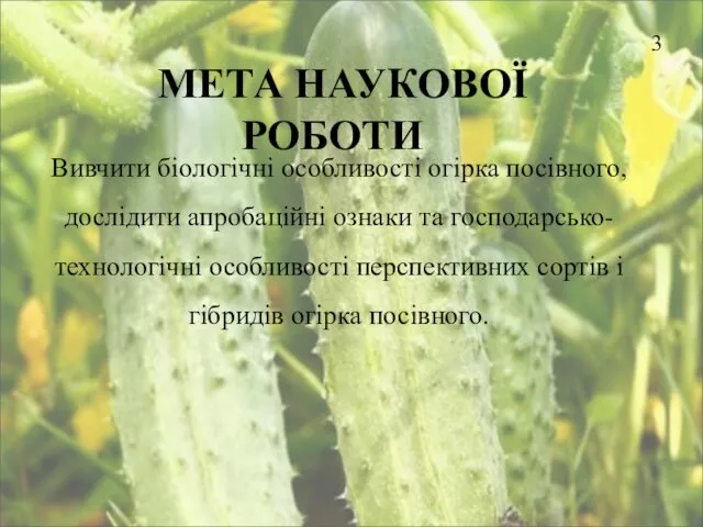 МЕТА НАУКОВОЇ РОБОТИ Вивчити біологічні особливості огірка посівного, дослідити апробаційні