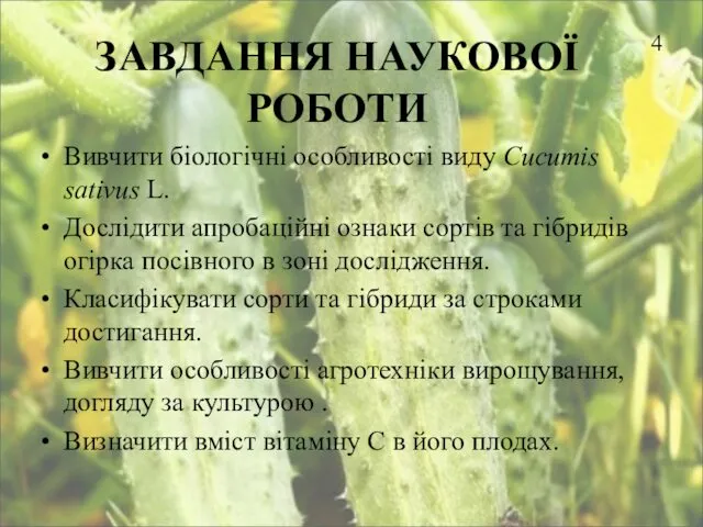 4 ЗАВДАННЯ НАУКОВОЇ РОБОТИ Вивчити біологічні особливості виду Сucumis sativus