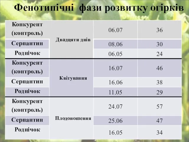 Фенотипічні фази розвитку огірків