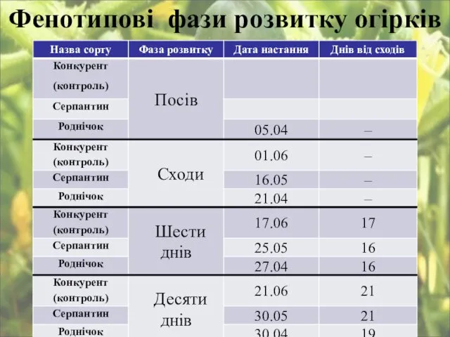 Фенотипові фази розвитку огірків