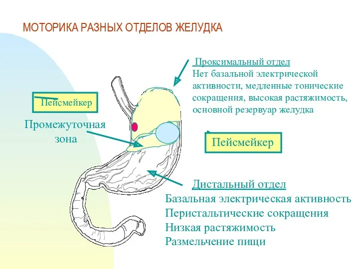 МОТОРИКА РАЗНЫХ ОТДЕЛОВ ЖЕЛУДКА Проксимальный отдел Нет базальной электрической активности,