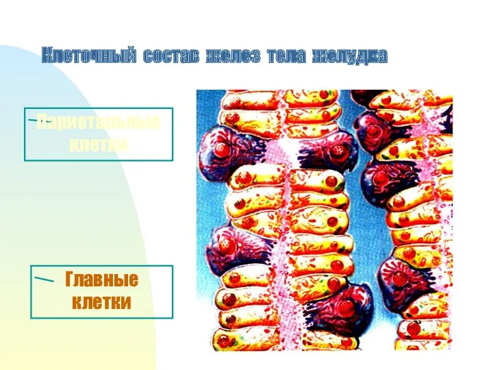 Клеточный состав желез тела желудка Париетальные клетки Главные клетки