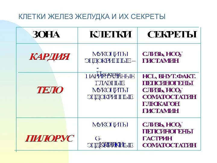 КЛЕТКИ ЖЕЛЕЗ ЖЕЛУДКА И ИХ СЕКРЕТЫ