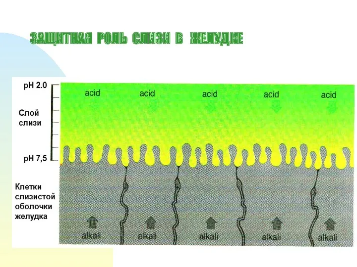 ЗАЩИТНАЯ РОЛЬ СЛИЗИ В ЖЕЛУДКЕ