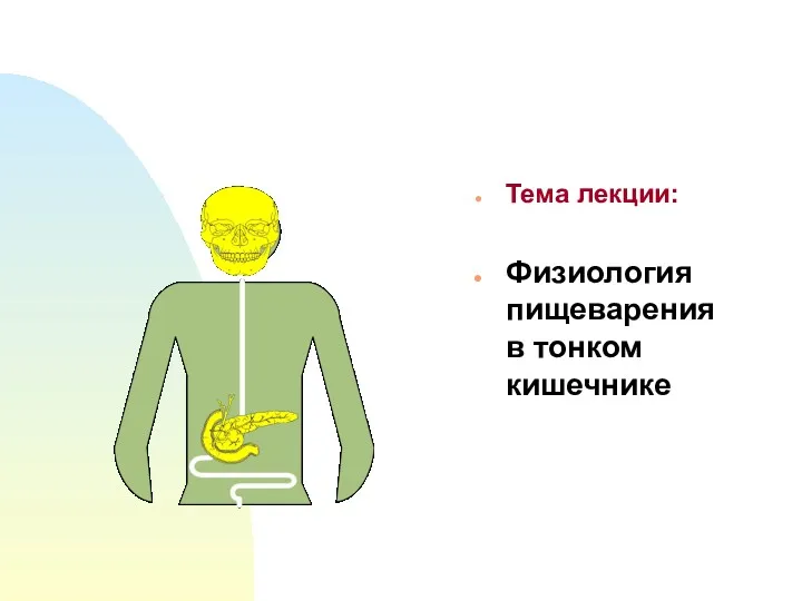 Тема лекции: Физиология пищеварения в тонком кишечнике