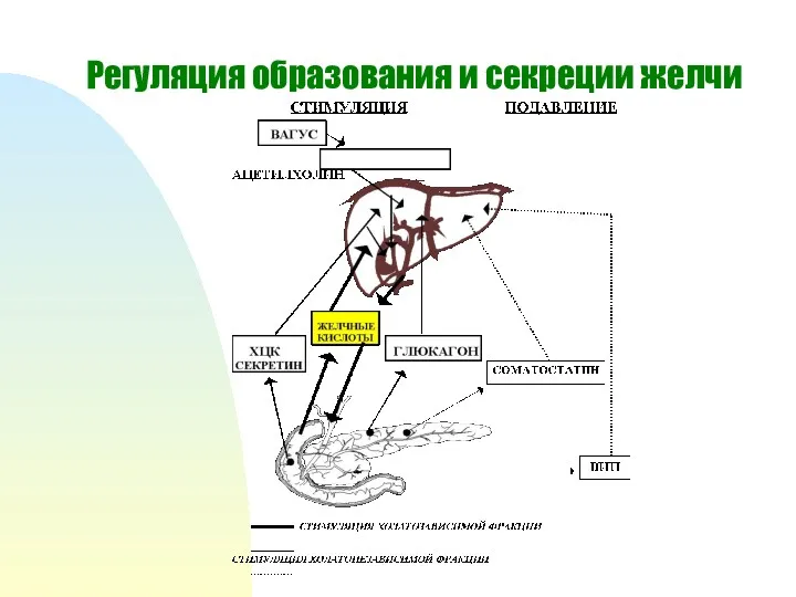 Регуляция образования и секреции желчи