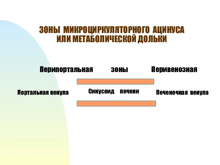 ЗОНЫ МИКРОЦИРКУЛЯТОРНОГО АЦИНУСА ИЛИ МЕТАБОЛИЧЕСКОЙ ДОЛЬКИ Портальная венула Печеночная венула Синусоид печени Перипортальная зоны Перивенозная