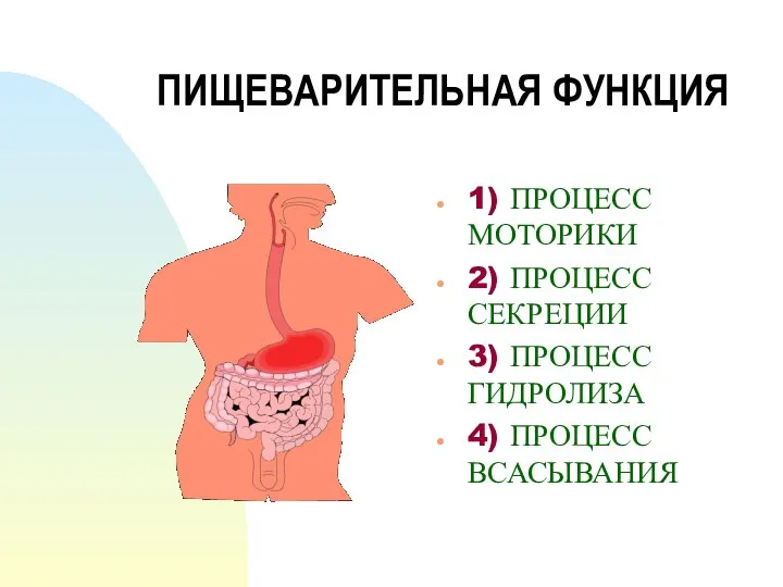 ПИЩЕВАРИТЕЛЬНАЯ ФУНКЦИЯ 1) ПРОЦЕСС МОТОРИКИ 2) ПРОЦЕСС СЕКРЕЦИИ 3) ПРОЦЕСС ГИДРОЛИЗА 4) ПРОЦЕСС ВСАСЫВАНИЯ