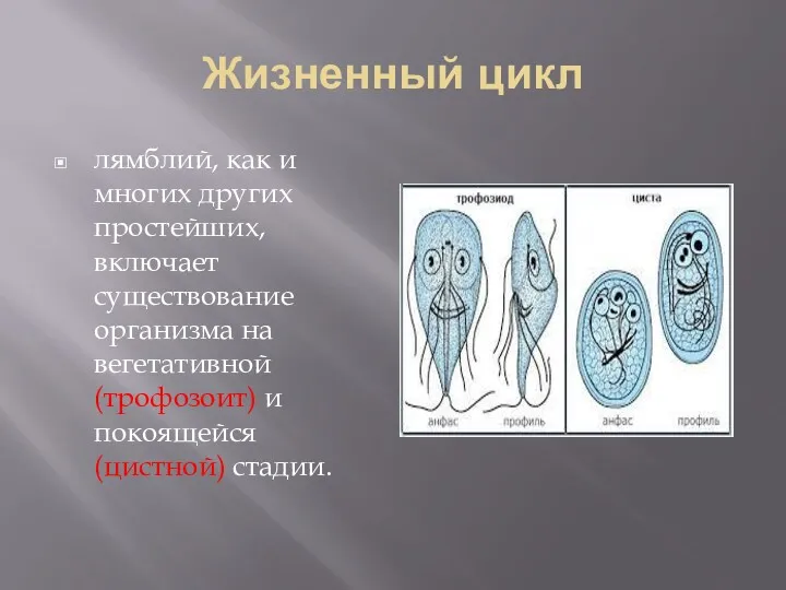 Жизненный цикл лямблий, как и многих других простейших, включает существование