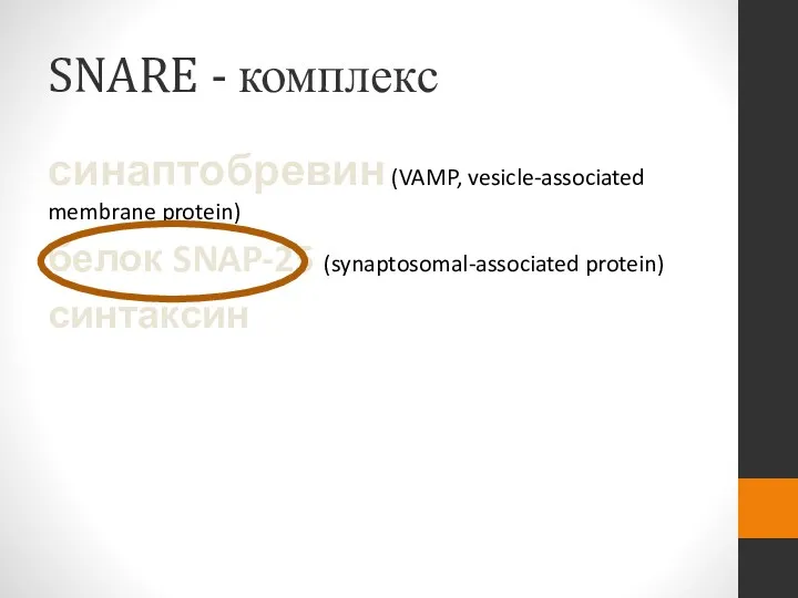 SNARE - комплекс синаптобревин (VAMP, vesicle-associated membrane protein) белок SNAP-25 (synaptosomal-associated protein) синтаксин