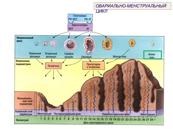 ОВАРИАЛЬНО-МЕНСТРУАЛЬНЫЙ ЦИКЛ