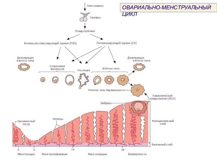 ОВАРИАЛЬНО-МЕНСТРУАЛЬНЫЙ ЦИКЛ