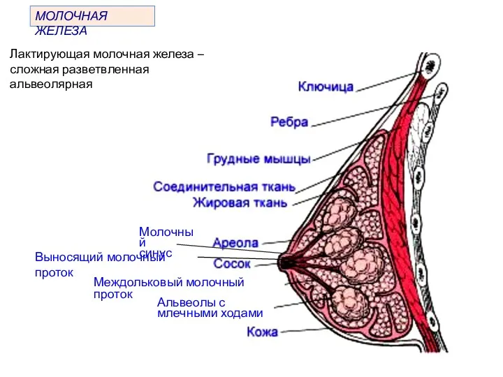 МОЛОЧНАЯ ЖЕЛЕЗА