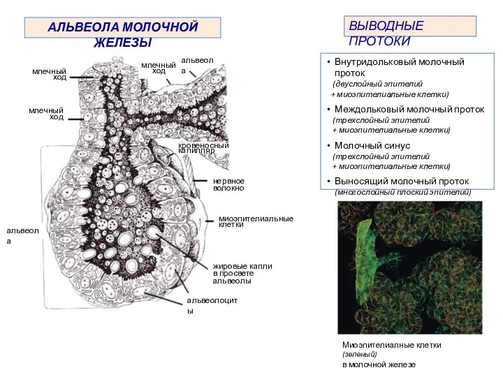 АЛЬВЕОЛА МОЛОЧНОЙ ЖЕЛЕЗЫ ВЫВОДНЫЕ ПРОТОКИ Внутридольковый молочный проток (двуслойный эпителий + миоэпителиальные клетки)