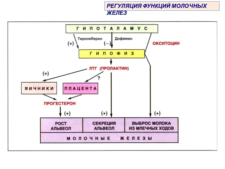 РЕГУЛЯЦИЯ ФУНКЦИЙ МОЛОЧНЫХ ЖЕЛЕЗ