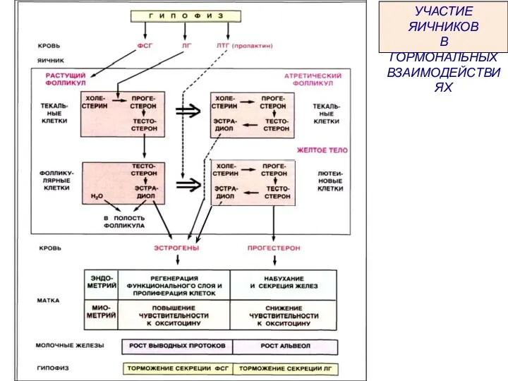 УЧАСТИЕ ЯИЧНИКОВ В ГОРМОНАЛЬНЫХ ВЗАИМОДЕЙСТВИЯХ