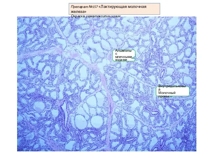Препарат №157 «Лактирующая молочная железа» Окраска: гематоксилин-эозин Внутридольковый Молочный проток Альвеолы с млечными ходами