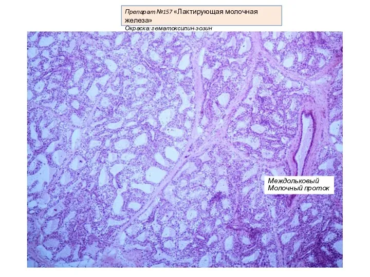 Препарат №157 «Лактирующая молочная железа» Окраска: гематоксилин-эозин