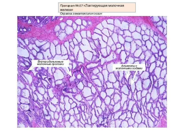 Препарат №157 «Лактирующая молочная железа» Окраска: гематоксилин-эозин Альвеолы с молочными ходами