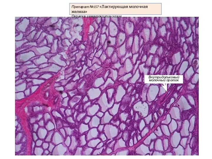 Препарат №157 «Лактирующая молочная железа» Окраска: гематоксилин-эозин
