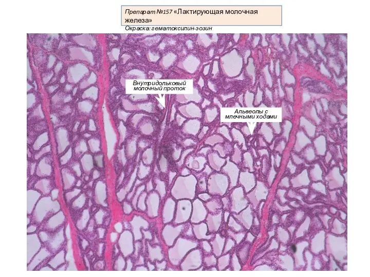 Препарат №157 «Лактирующая молочная железа» Окраска: гематоксилин-эозин Внутридольковый молочный проток
