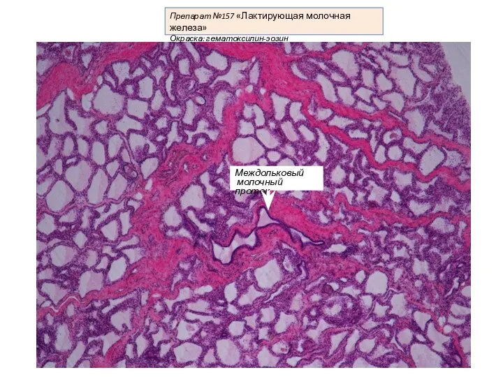Препарат №157 «Лактирующая молочная железа» Окраска: гематоксилин-эозин