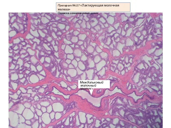Препарат №157 «Лактирующая молочная железа» Окраска: гематоксилин-эозин Междольковый молочный проток