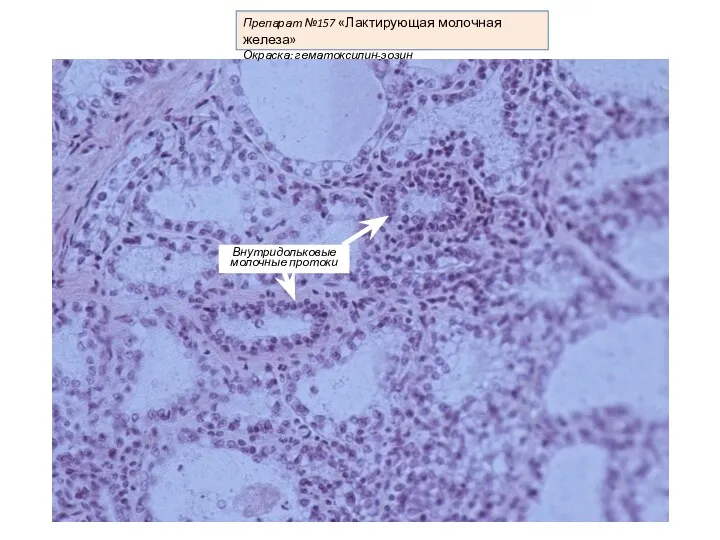 Препарат №157 «Лактирующая молочная железа» Окраска: гематоксилин-эозин Внутридольковые молочные протоки