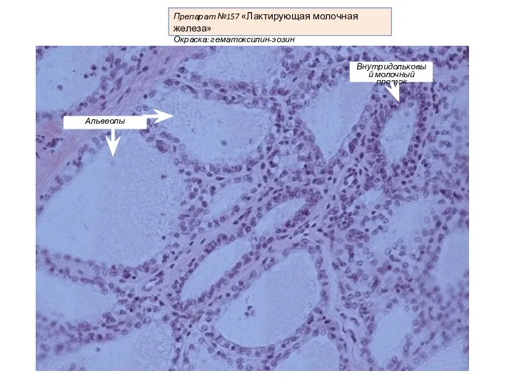 Препарат №157 «Лактирующая молочная железа» Окраска: гематоксилин-эозин Внутридольковый молочный проток Альвеолы