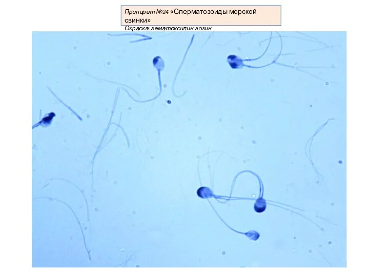 Препарат №24 «Сперматозоиды морской свинки» Окраска: гематоксилин-эозин