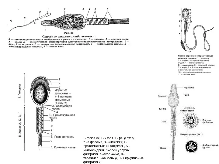 I - головка; II - хвост. 1 - рецептор; 2 - акросома; 3